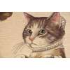 Herbert Cats C European Cushion Cover | Close Up 2